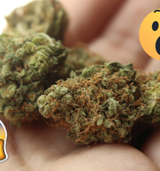 7 shocking facts about weed